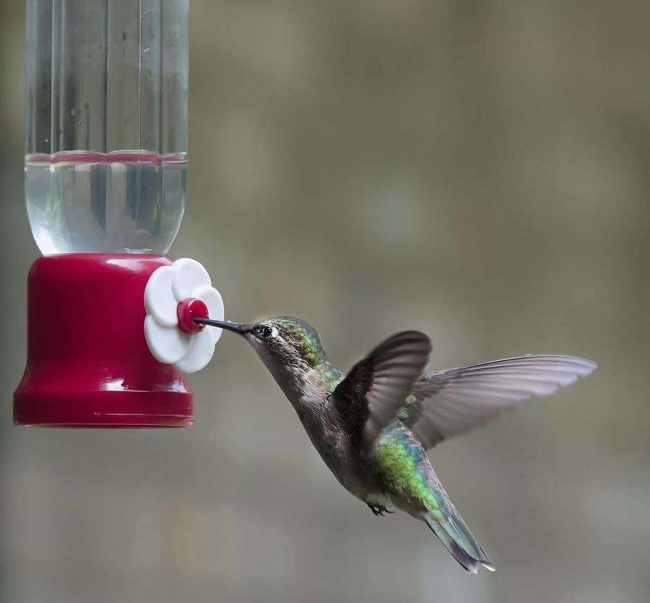 Hummingbird at feeder