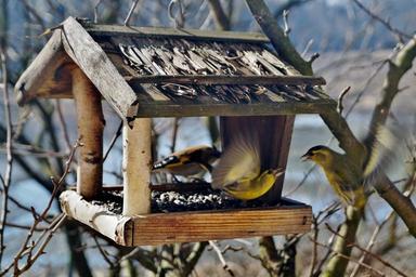 Feeder - platform